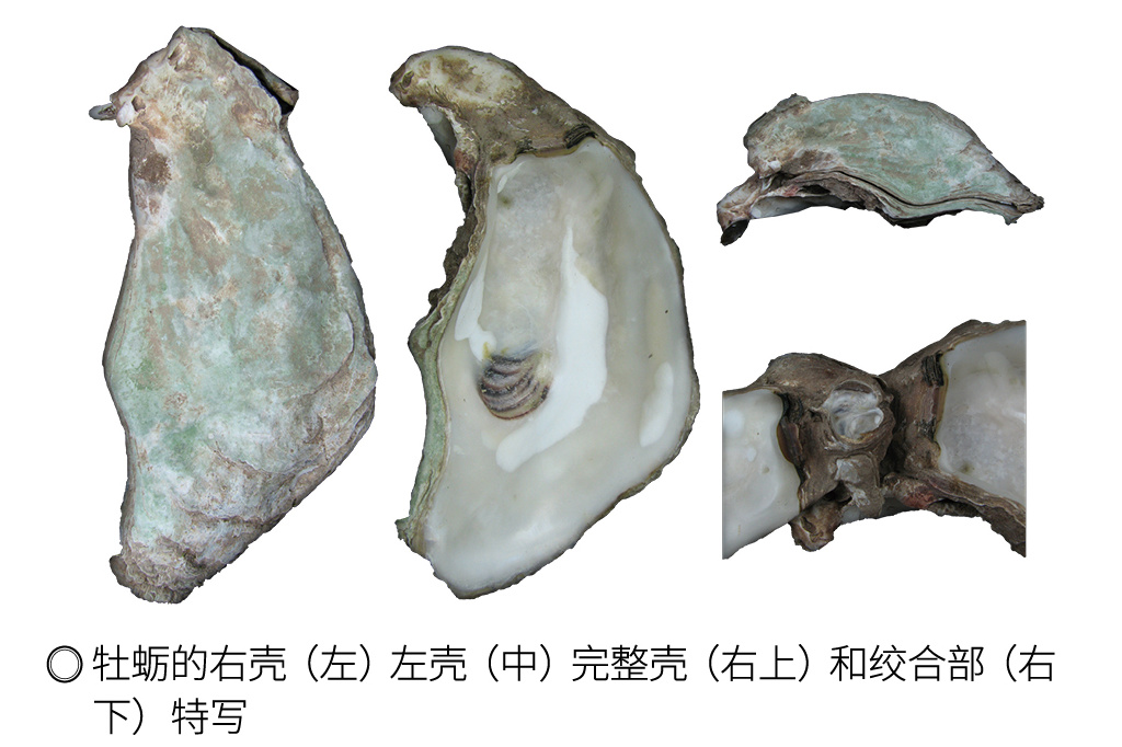 “蚝壳窗”“蚵壳厝”，和贝类一起住在壳里……__财经头条