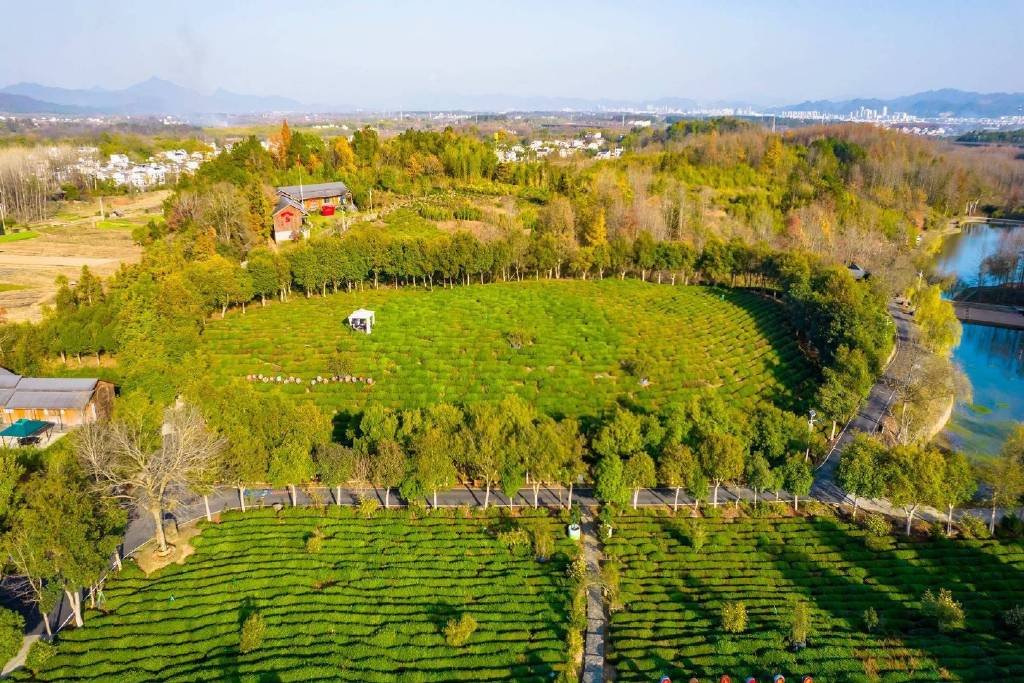 黄山谢裕大茶博园,茶山品茶,游览观光,了解厚重悠久的徽茶文化__财经