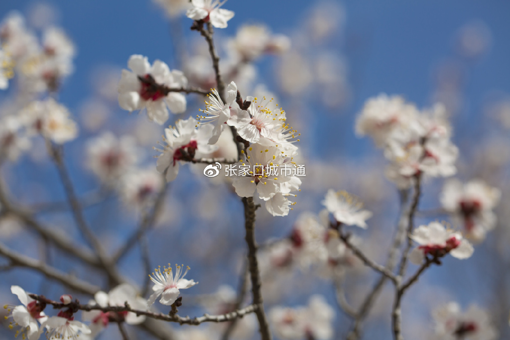 这么近,那么美,张家口万全区第五届“杏花节”喊你来赏花喽!