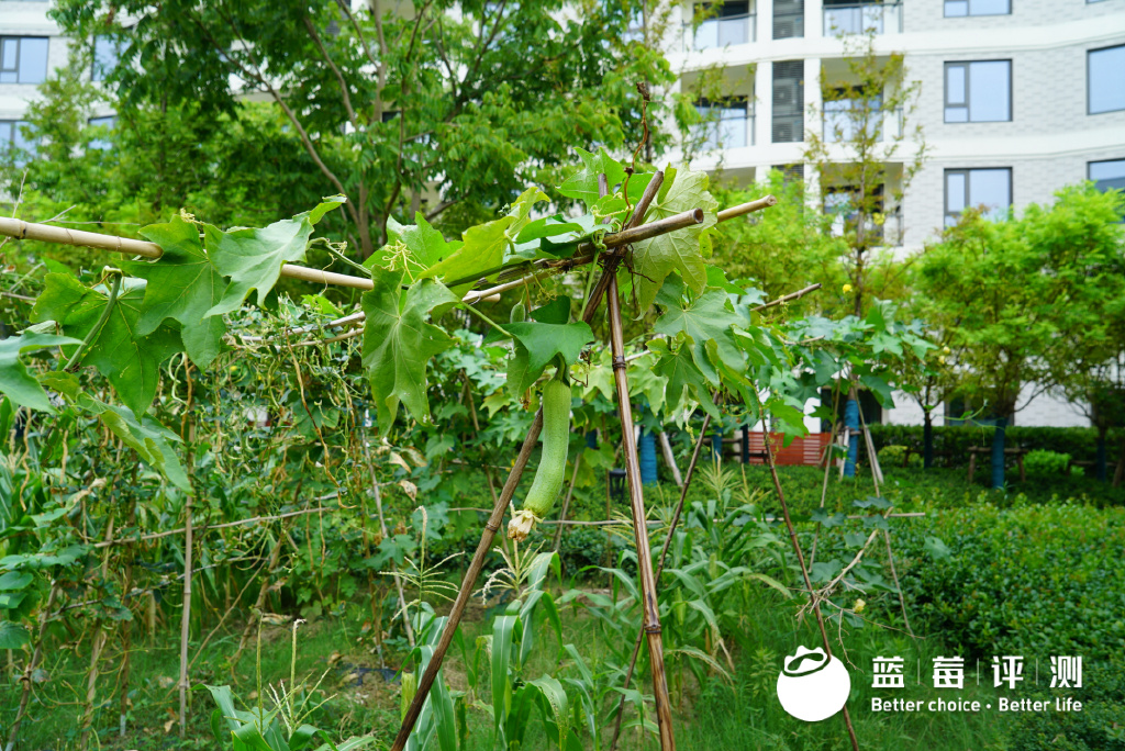蓝莓评测|为探索理想退休生活,我住进了养老社区休闲区蓝鸢梦想 - Www.slyday.coM 蓝莓评测|为探索理想退休生活,我住进了养老社区休闲区蓝鸢梦想 - Www.slyday.coM