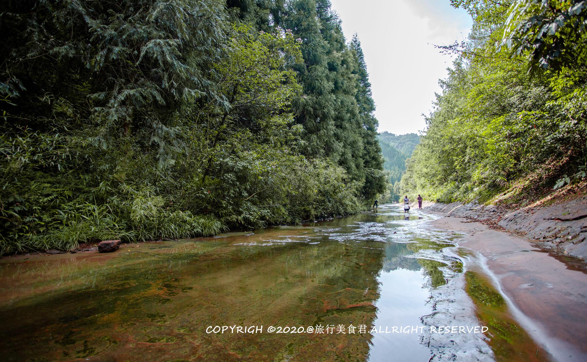 贵州飞鸽子林场风光秀丽,未入林便可先听到林涛澎湃的声音.