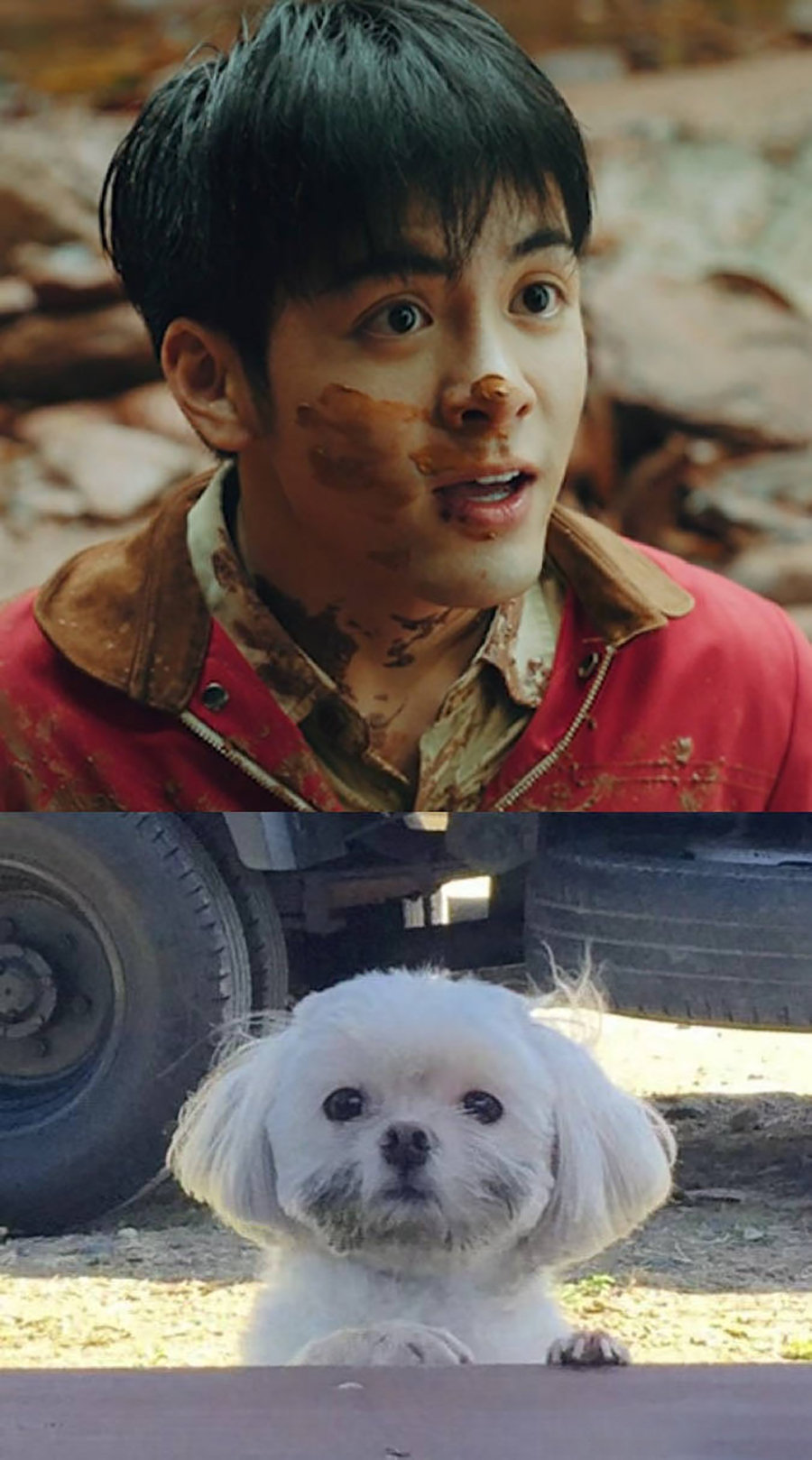 冷酷风败给狗狗脸犬系男龚俊张彬彬更新男友标准