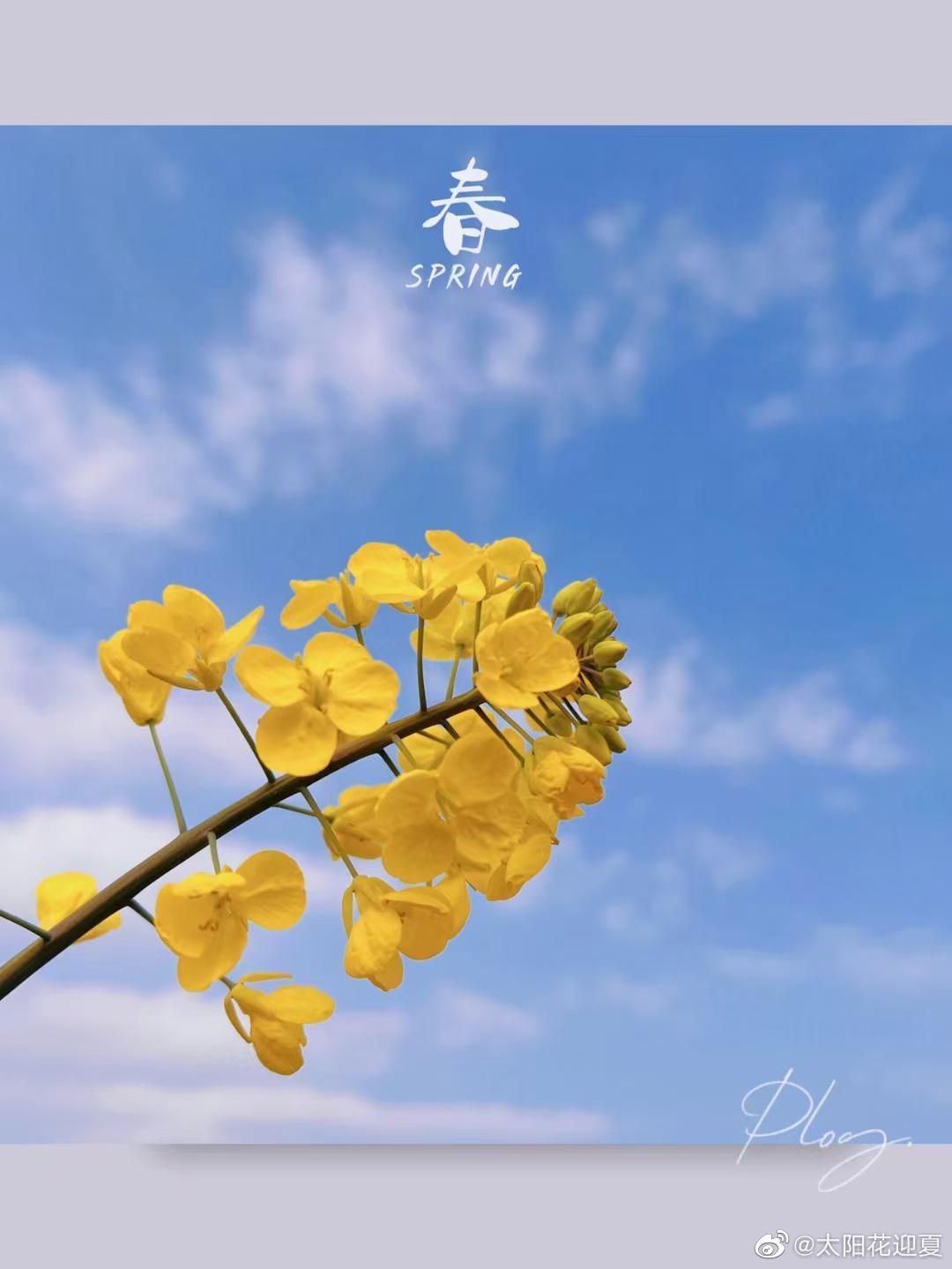 最新数据显示，陌陌上有玩仙人桃的吗，2025年陌陌上有玩仙人桃的吗现状及发展分析