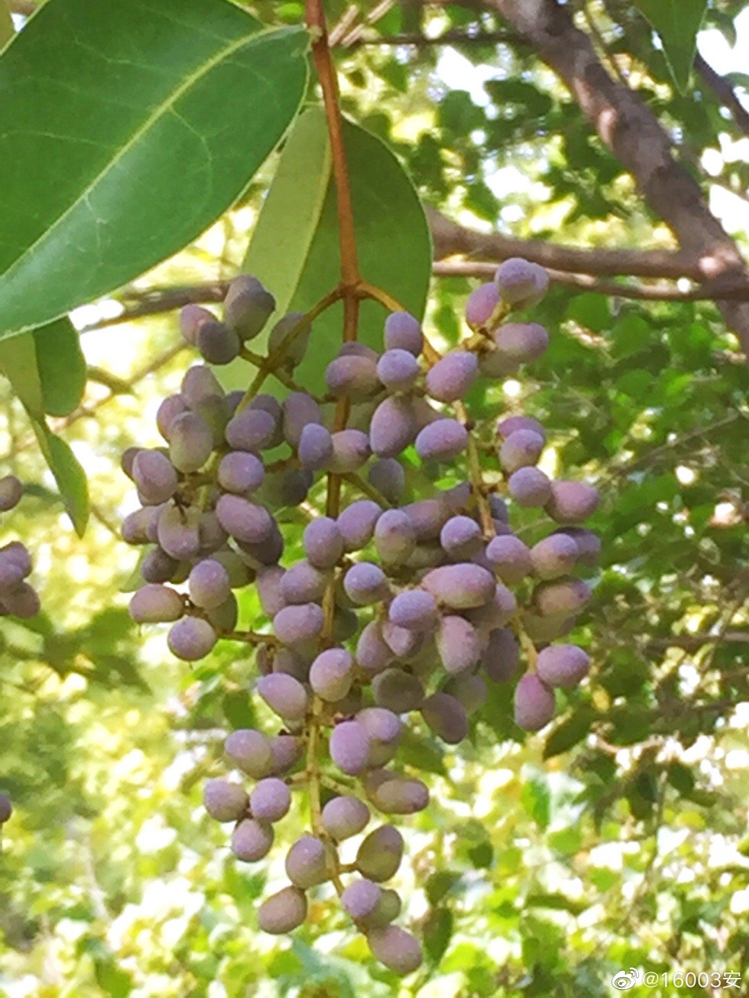 女贞树果实图片(女贞树果实图片欣赏)