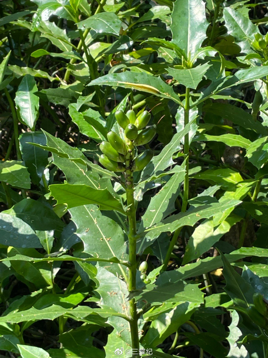老鼠簕是深圳最常见的红树植物之一……_高清图集_新浪网