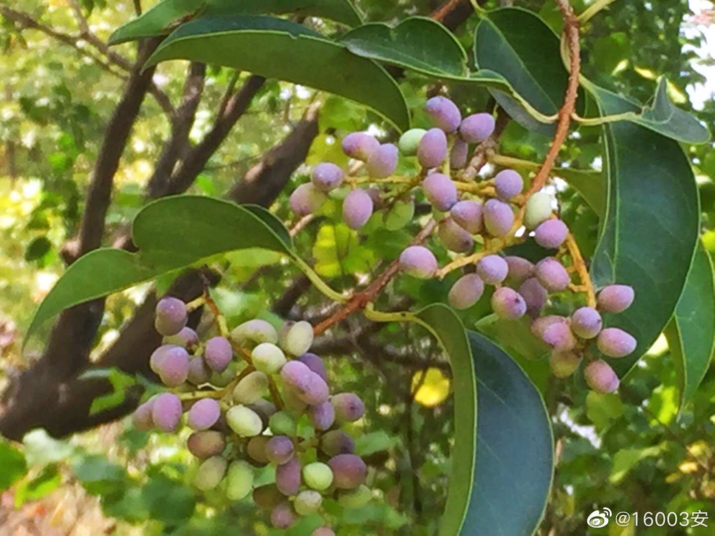 大部分属于绿化苗木,故不可随意食用女贞树,一般分很多种如小叶女贞