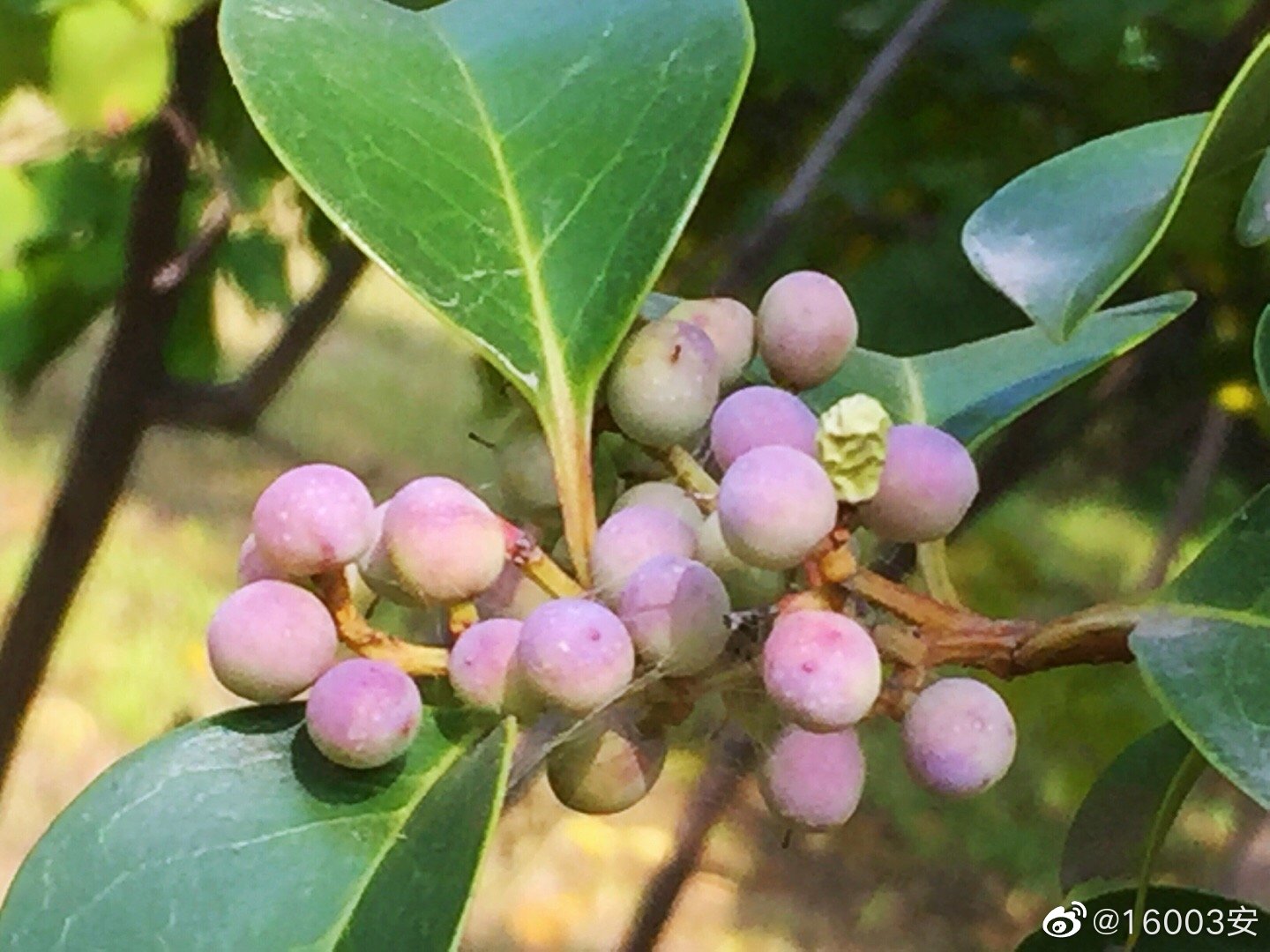 大叶女贞果实图片(大叶女贞的果实有什么作用)