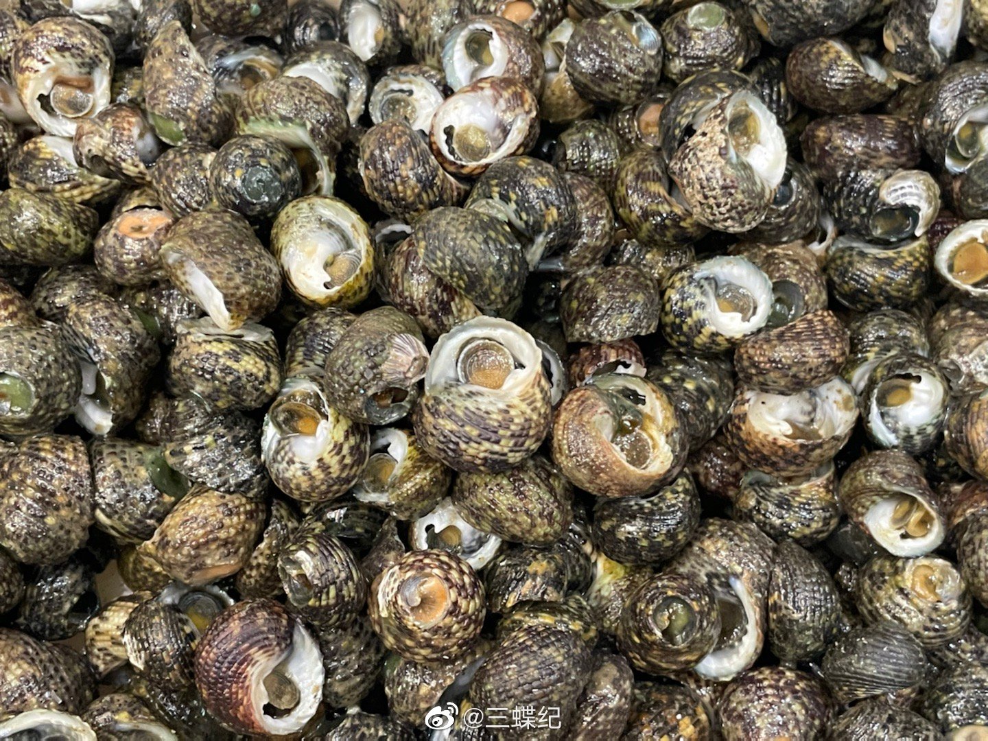 嵊泗海鲜餐厅里的物种记录:1,单齿螺_高清图集_新浪网