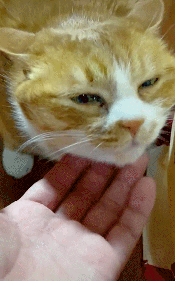 铃铛|猫咪|猫_新浪新闻