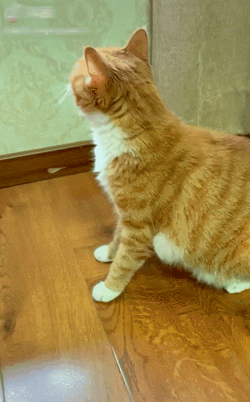 铃铛|猫咪|猫_新浪新闻