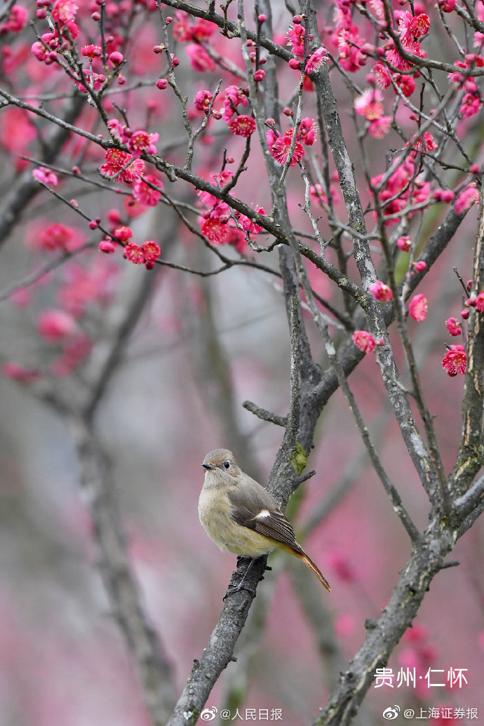 梅香四溢转走这波梅花绽放壁纸一起迎接虎年