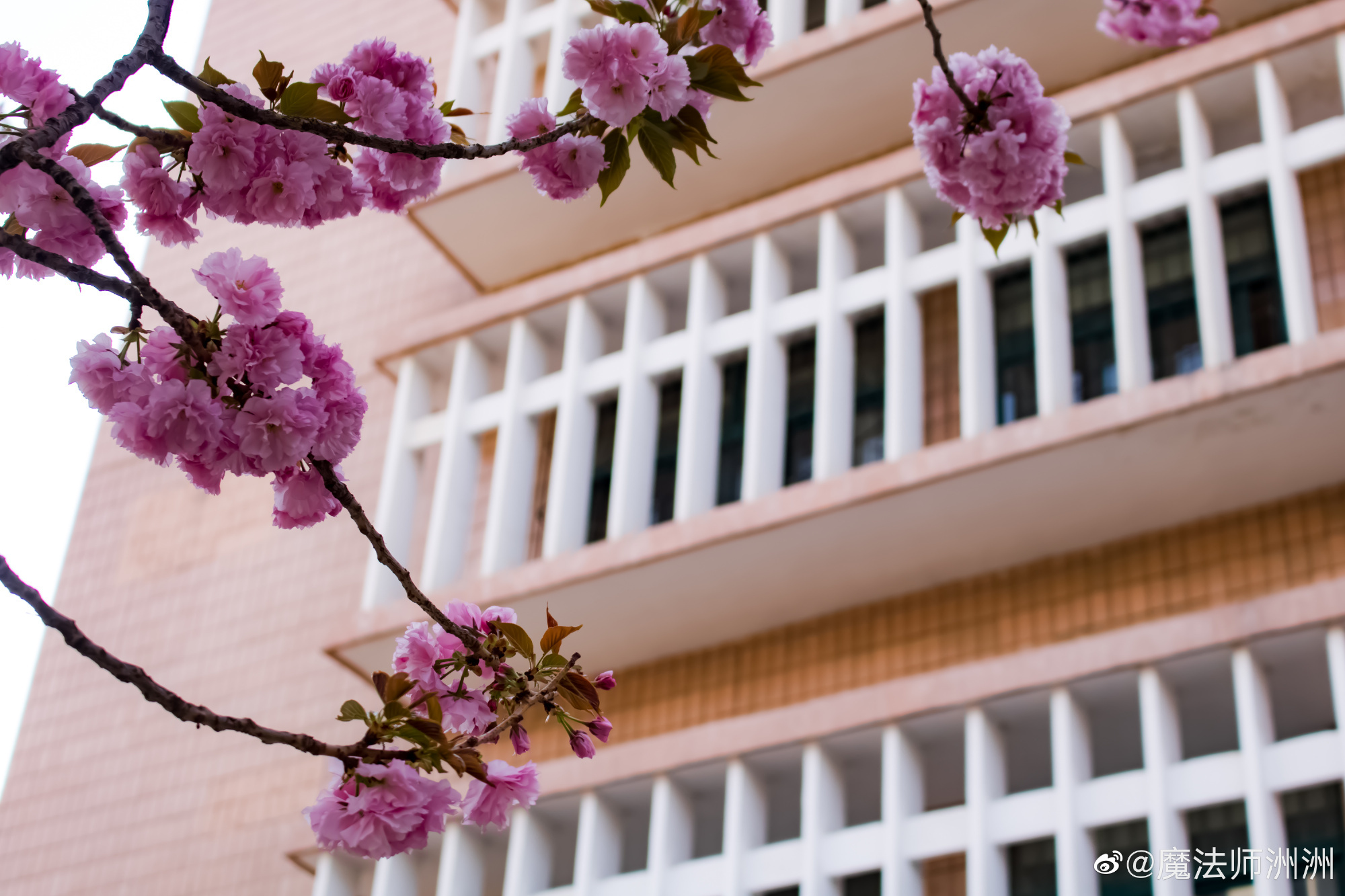 之@西安交通大学 交大樱花要出圈,春天来了