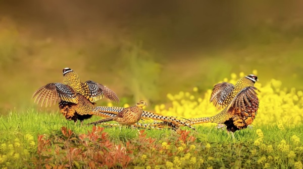 seo百度贴吧攻略