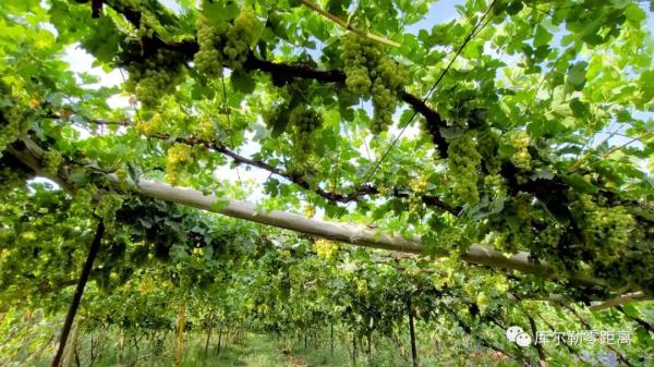 脆甜多汁惹人馋 库尔勒地产葡萄上市啦 葡萄园 兰干 库尔勒市 新浪新闻