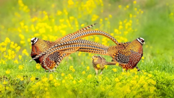 网站seo综合诊断体检工具