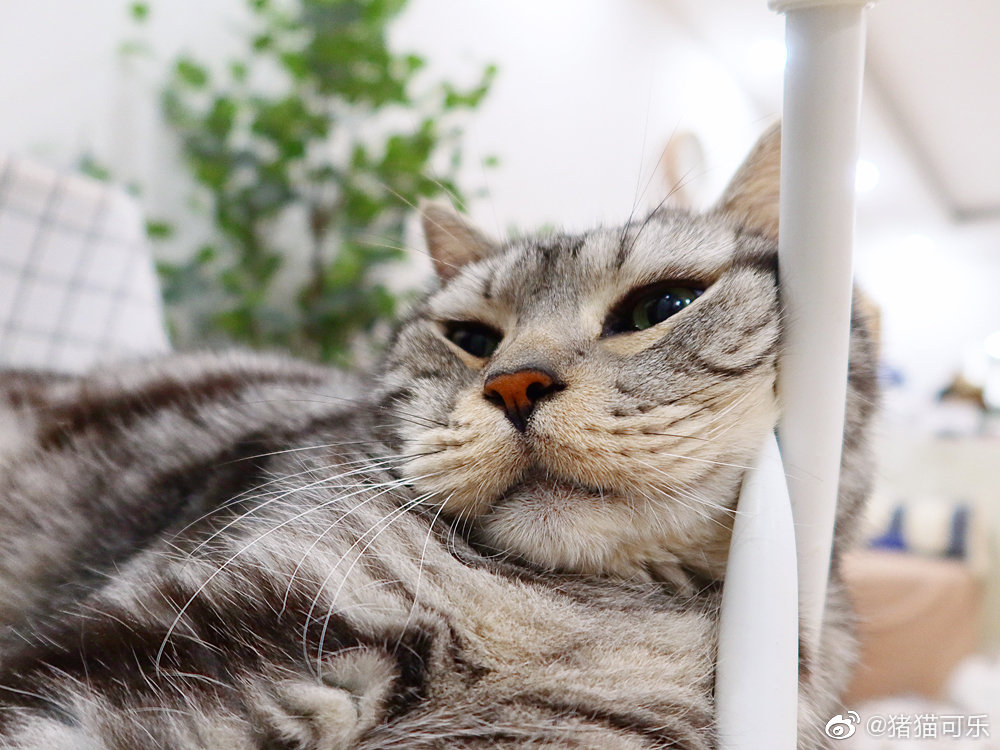 小茶丸刚才跳上椅子