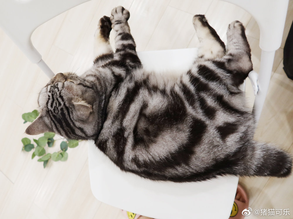 小茶丸刚才跳上椅子