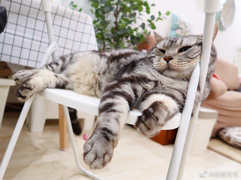 小茶丸刚才跳上椅子