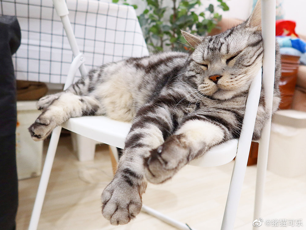 小茶丸刚才跳上椅子