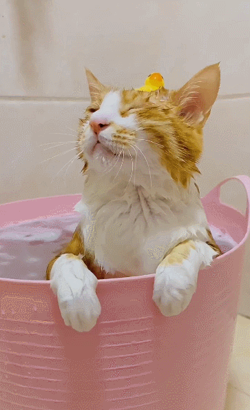 养了一只很怂的橘猫,天天被邻居的猫骂,隐忍一年终发威!