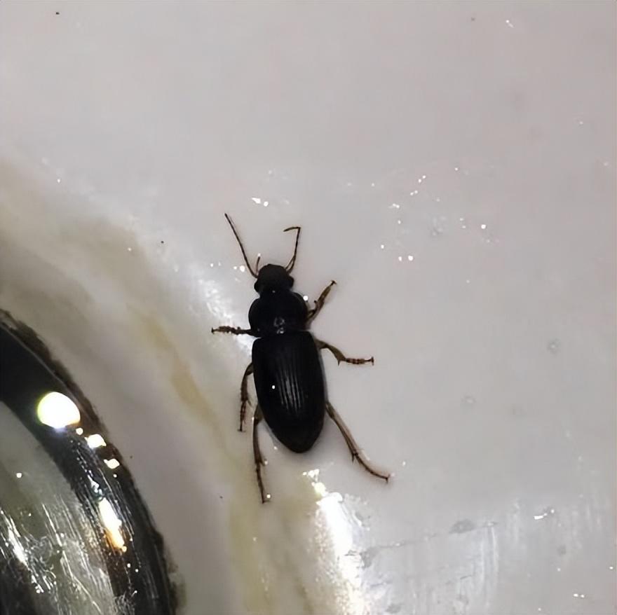 是中华婪步甲?该如何应对?__财经头条