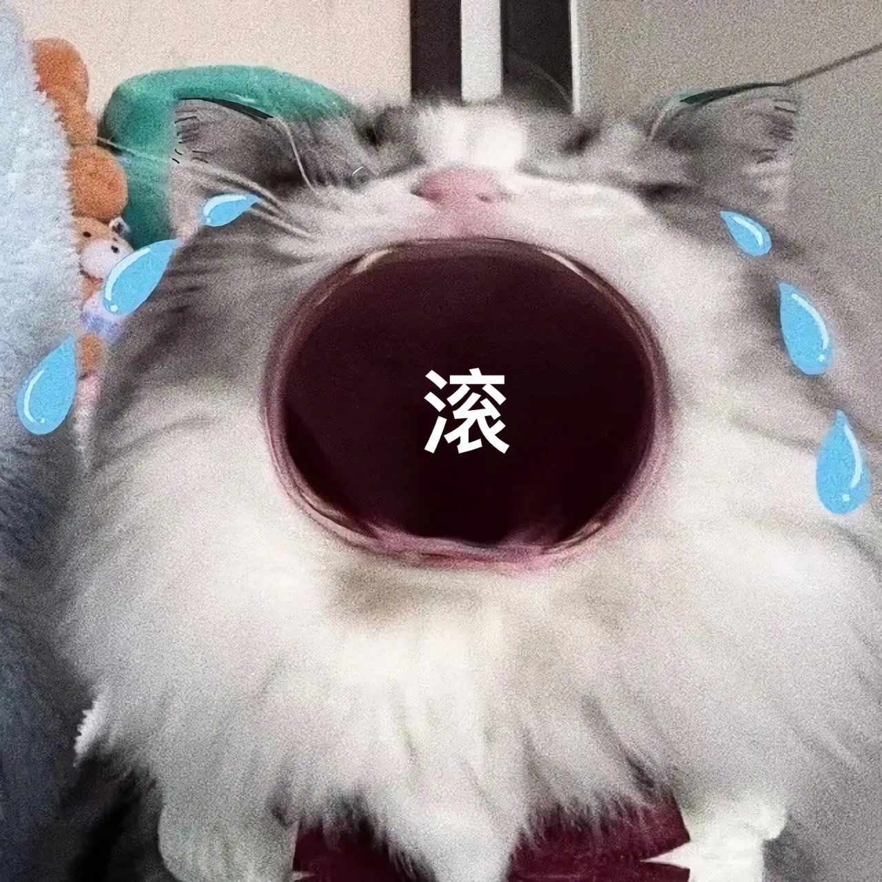 猫咪张大嘴哭表情包 闹脾气的一把好手