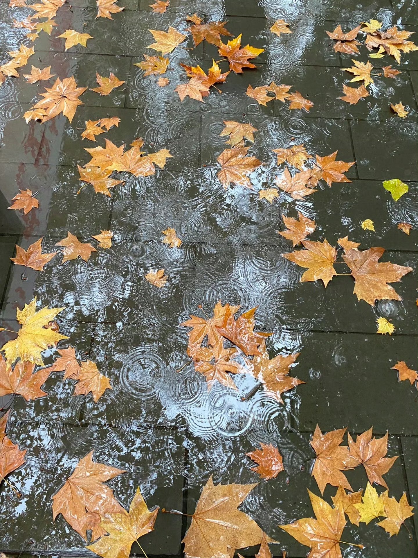 秋雨不问梧桐意