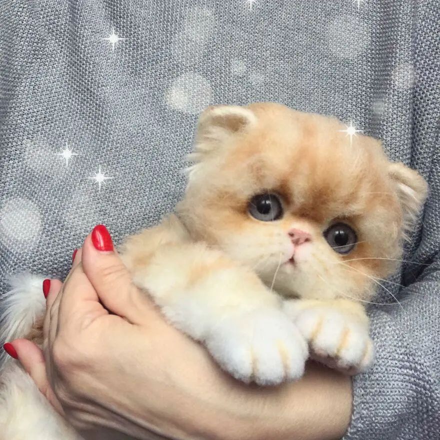 又被萌到了，真假难辨的羊毛毡小动物，让人忍不住想要戳一戳休闲区蓝鸢梦想 - Www.slyday.coM