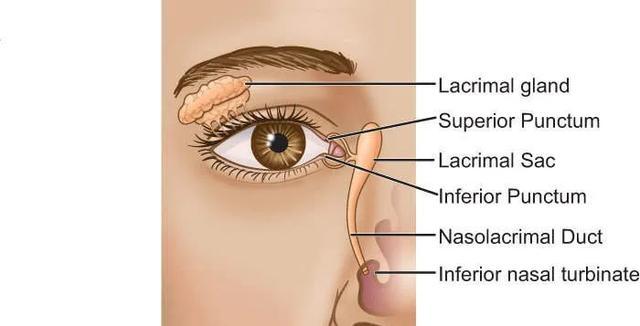 每日一问42:为什么晚上关灯后准备入睡的时候,打个哈