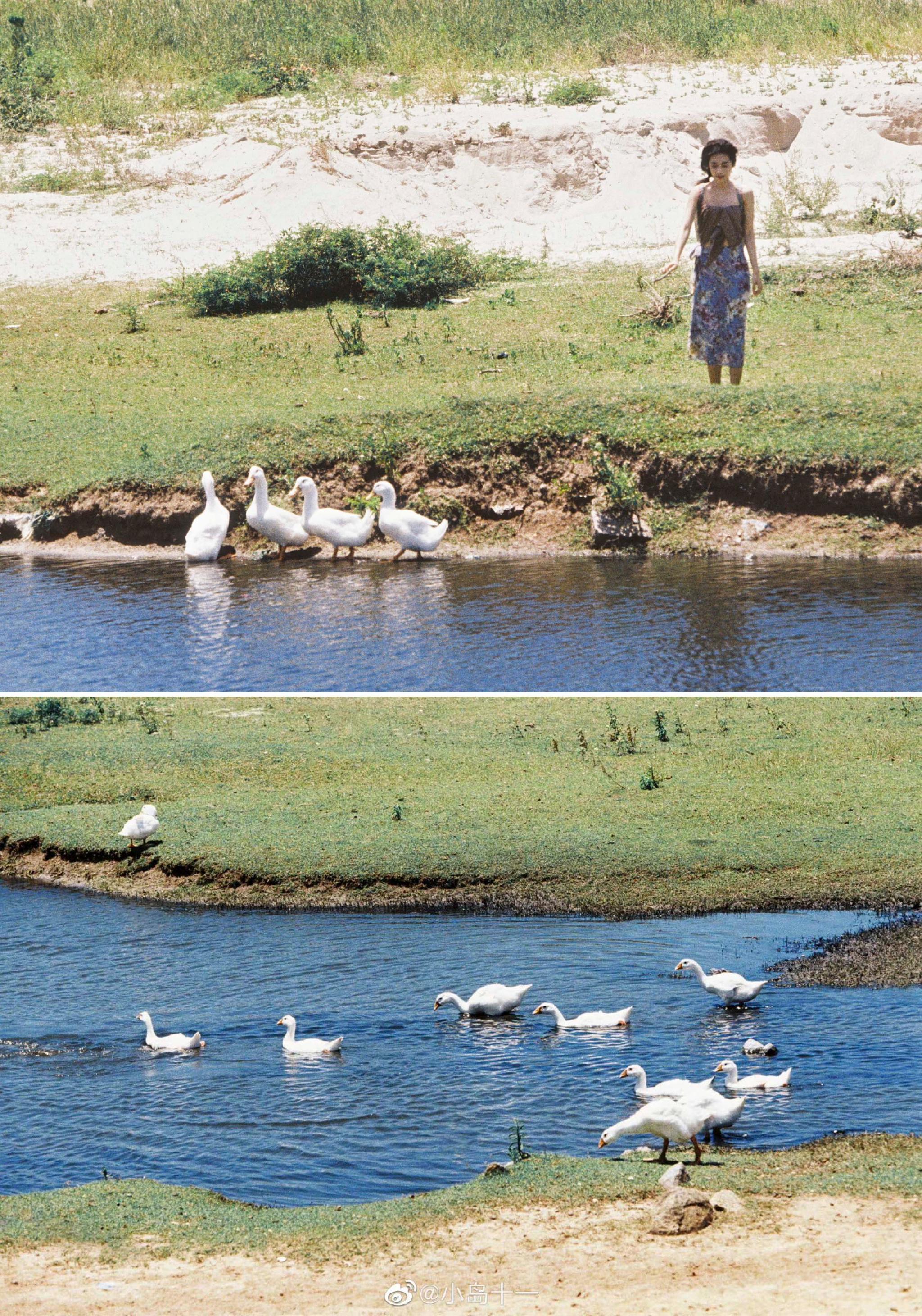 赶鸭子 @赫鲁晓洁__财经头条