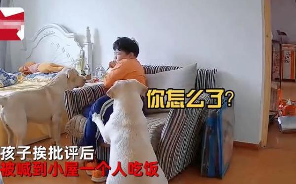 边哭边吃！北京一男孩挨批独自在房间吃饭，结果被狗子安慰整破防休闲区蓝鸢梦想 - Www.slyday.coM