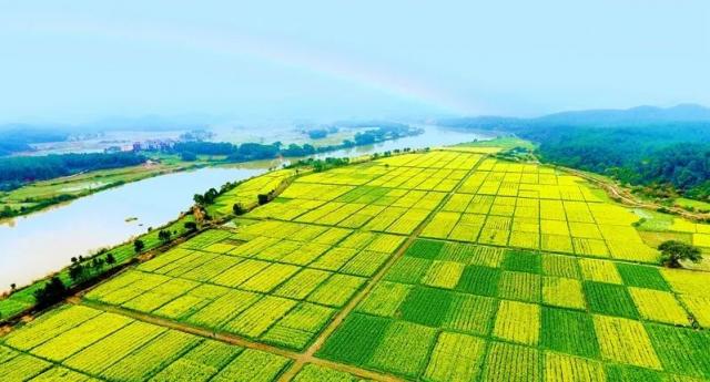 打卡拍照啦吉水县乌江镇油菜花旅游节即将开幕