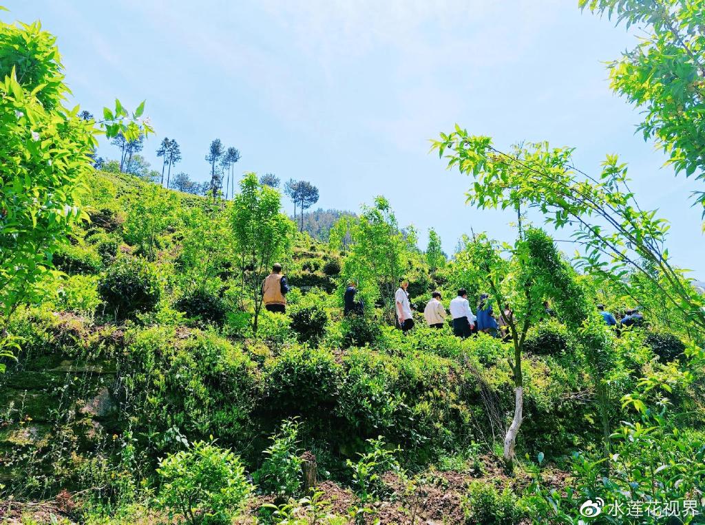 游象园茶乡 品高山茶茗 赏如画山水 镇安茶园已成特色旅游打卡地|秦岭|特色旅游|陕西省_新浪新闻