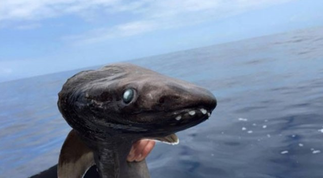 男子海边捕回罕见怪鱼,掰开嘴巴后,直接惊讶了|鳃裂|嘴巴|皱鳃鲨_新浪