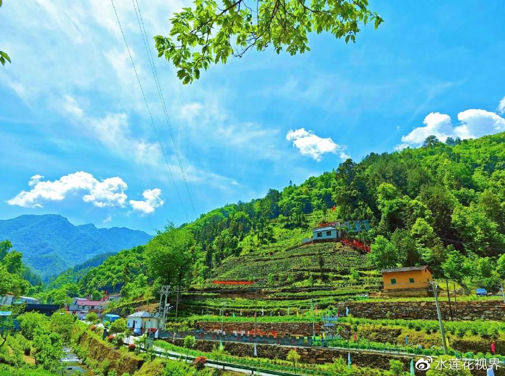 游象园茶乡 品高山茶茗 赏如画山水 镇安茶园已成特色旅游打卡地|秦岭|特色旅游|陕西省_新浪新闻
