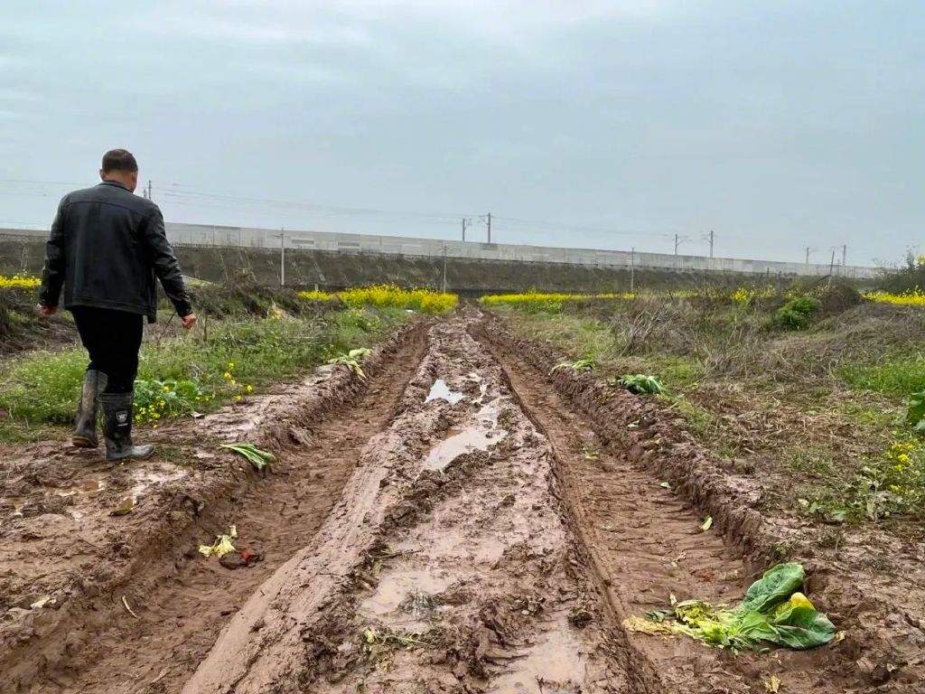 华容酸菜出坑进行时