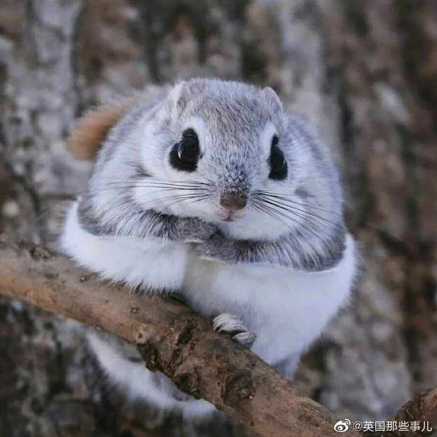 日本小鼯鼠,这毛茸茸可可爱爱的样子,看起来就很好rua呀!