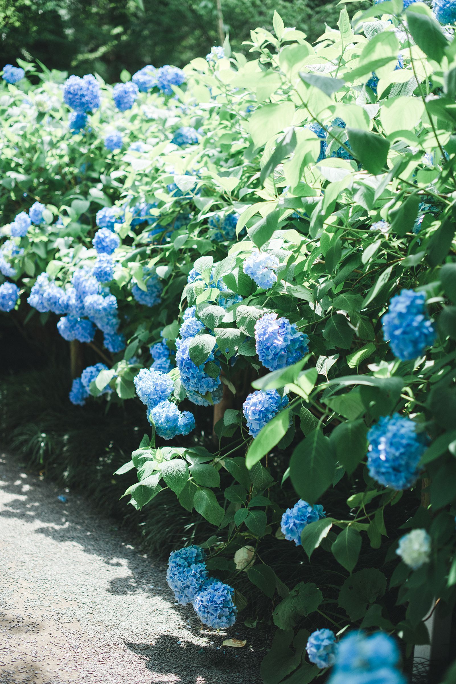 镰仓明月院|无尽夏_高清图集_新浪网