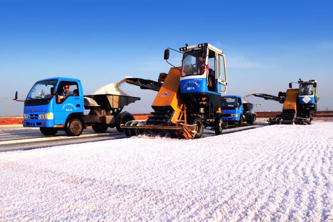 历史今天看,图说羊口盐场