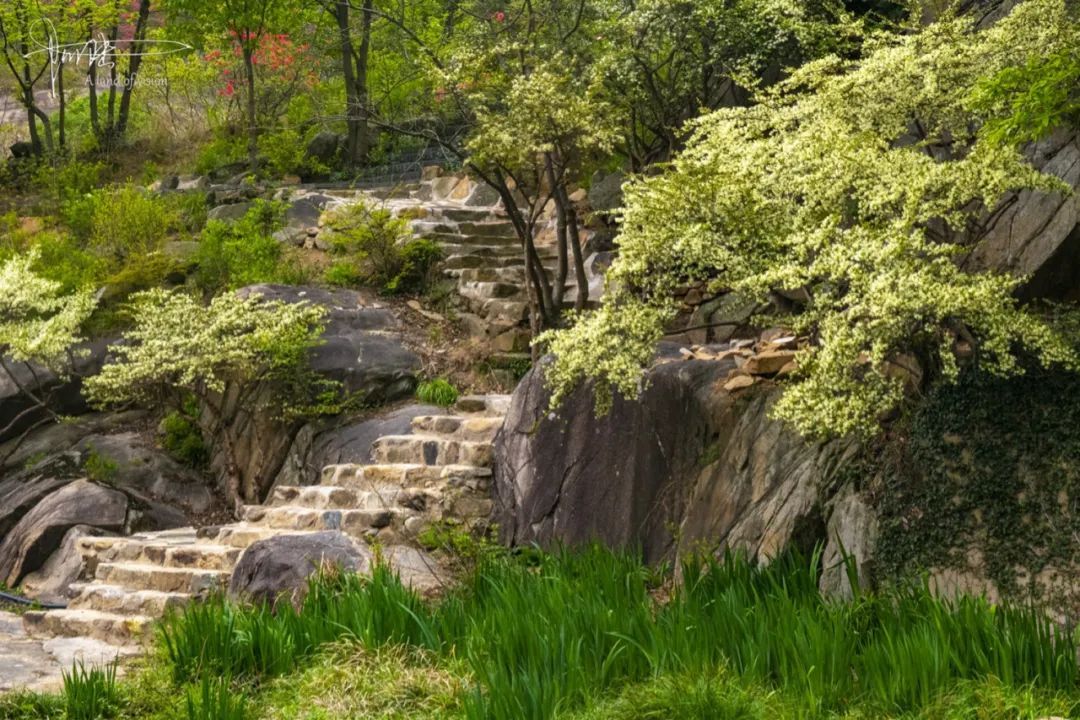 香溪谷里有许多天然的檵木难怪当年新五师会选择从这里走