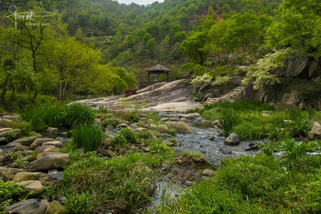 香溪谷里有许多天然的檵木难怪当年新五师会选择从这里走