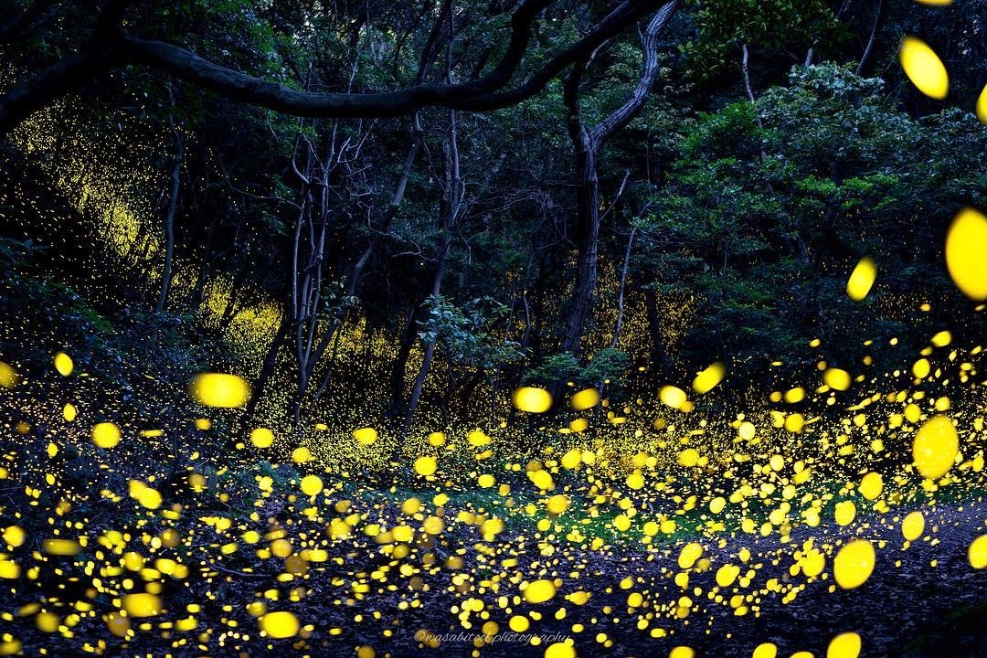 漫天飞舞的萤火虫 宛如童话世界_高清图集_新浪网