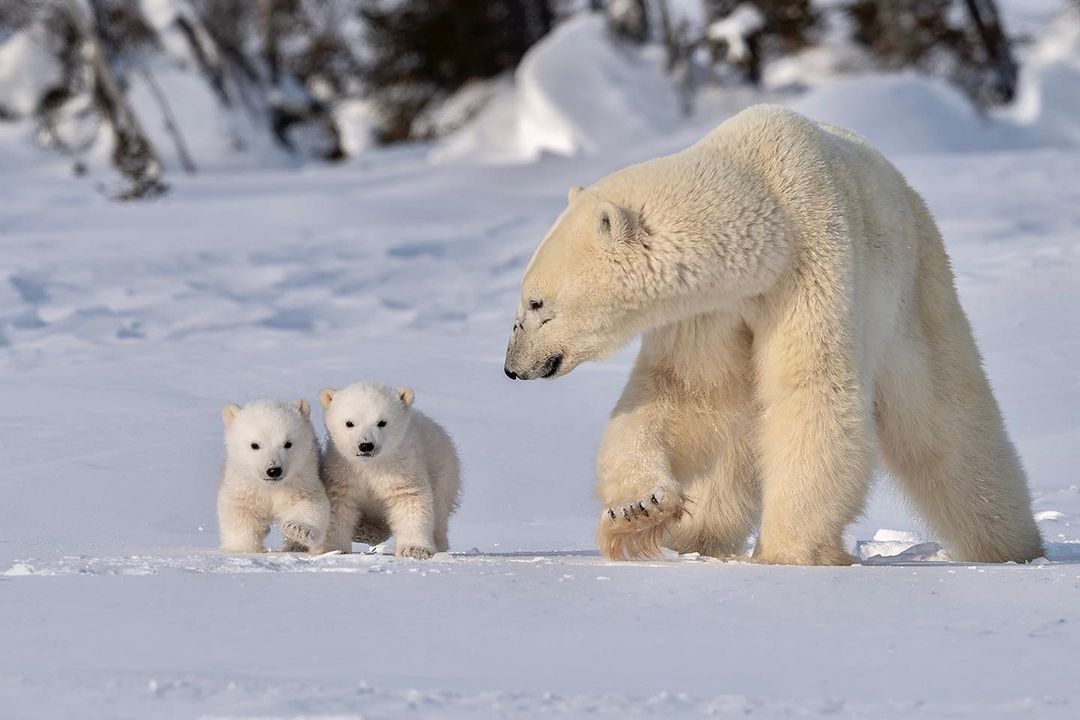 北极熊一家 | hao jiang_高清图集_新浪网