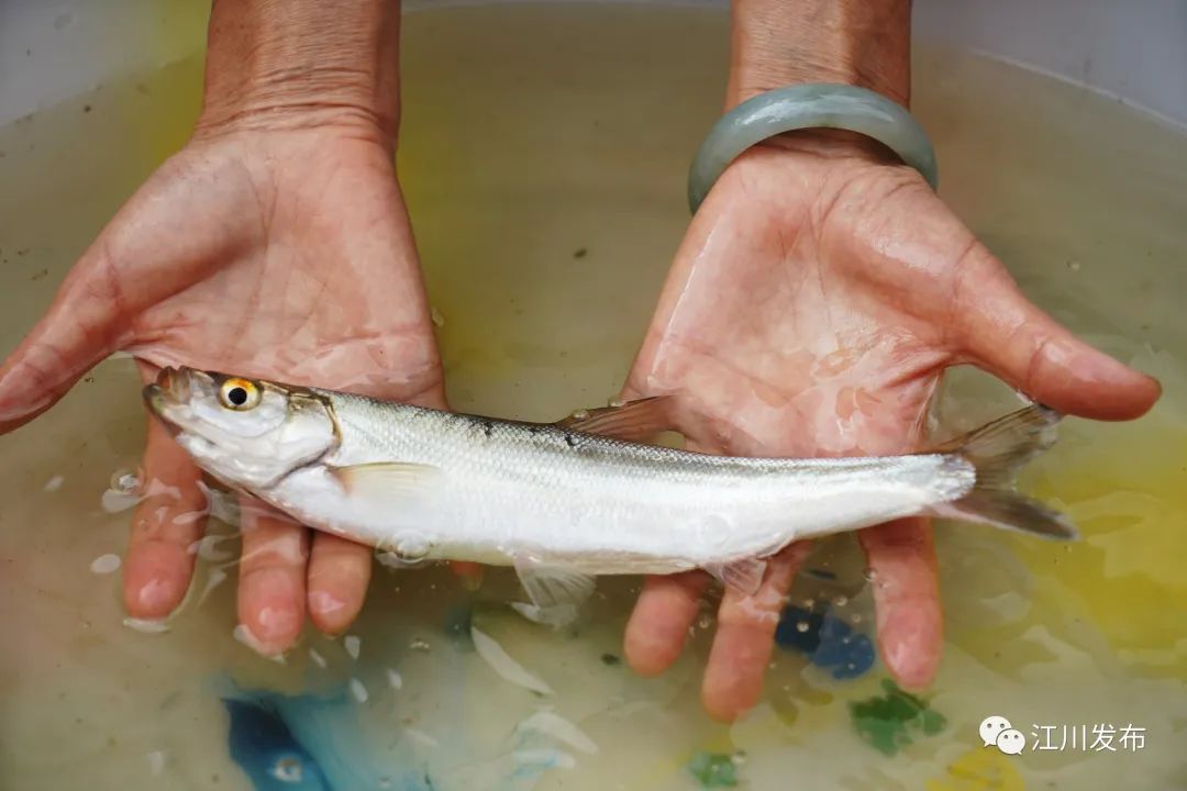 星云|白鱼|江川_新浪新闻