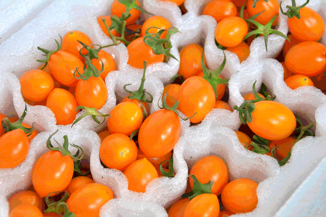 黄金铁皮小番茄皮脆爆汁橙黄诱人口口鲜甜