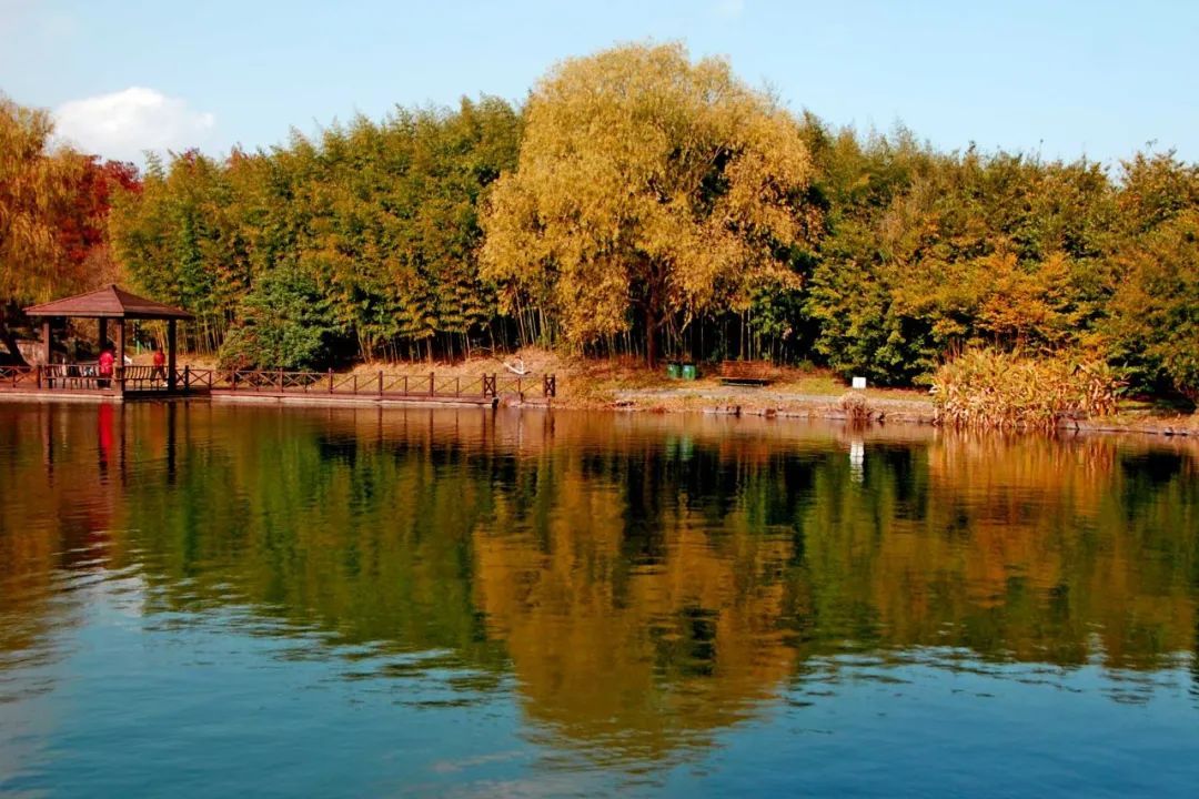 杨浦万竹园的景色一整个被美住