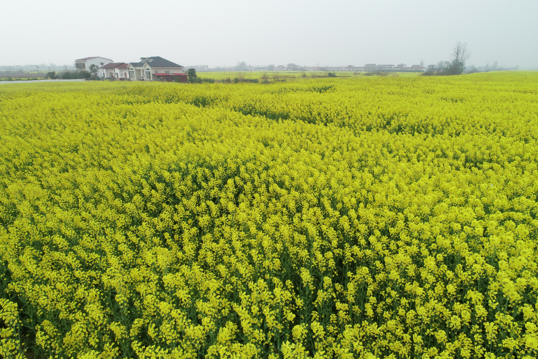 广兴洲镇80亩闲地变宝地产业发展促振兴