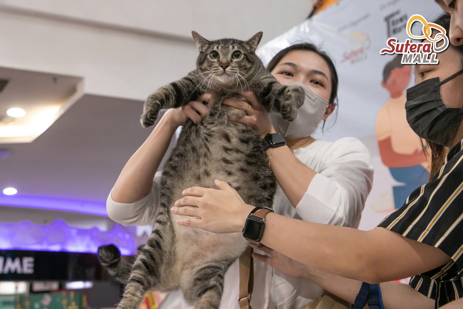 商场举办的猪咪评选大赛！__财经头条