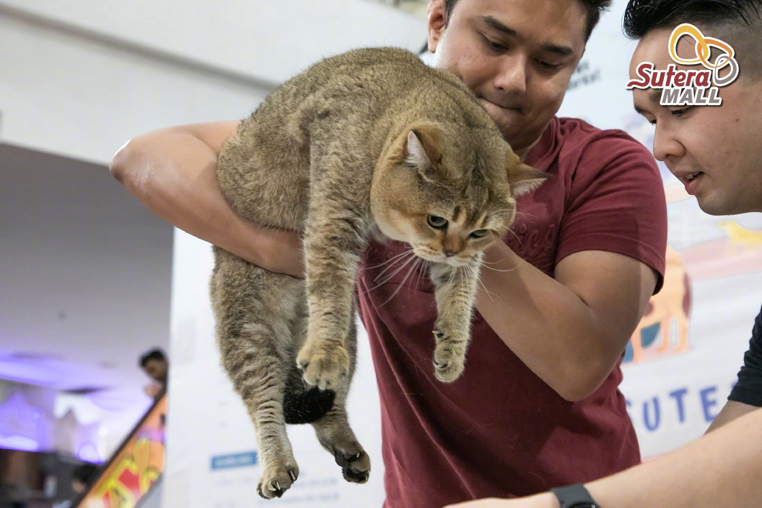 商场举办的猪咪评选大赛！__财经头条