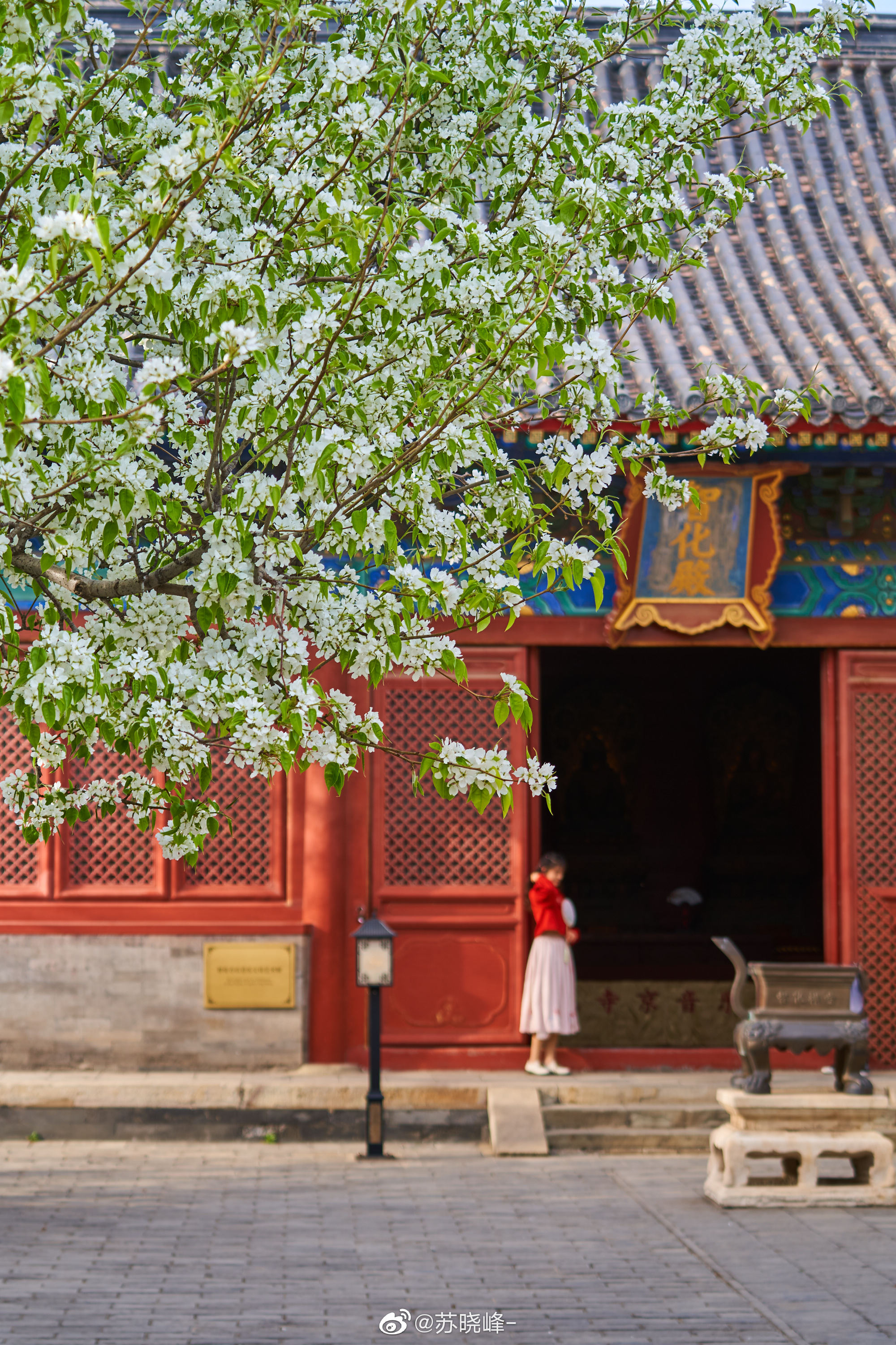 智化寺古韵梨花